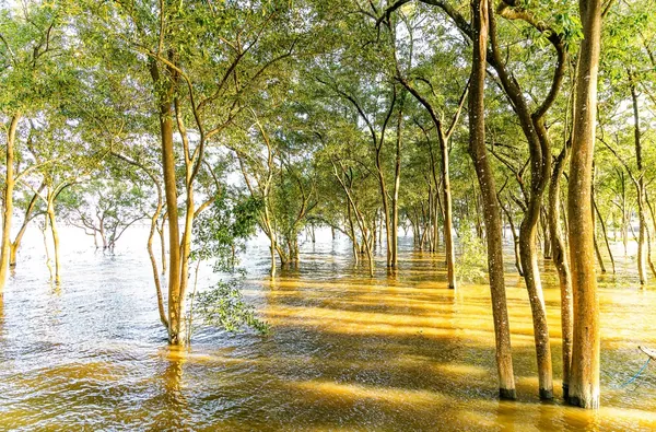 Árvores com os troncos dentro d'água, banhadas por luz dourada.
