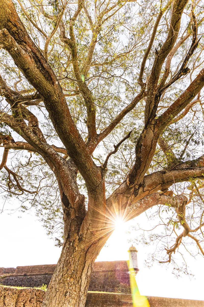 O sol estoura entre os galhos retorcidos de uma árvore banhada em luz dourada.