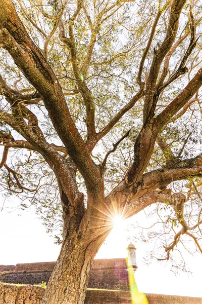 O sol estoura entre os galhos retorcidos de uma árvore banhada em luz dourada.