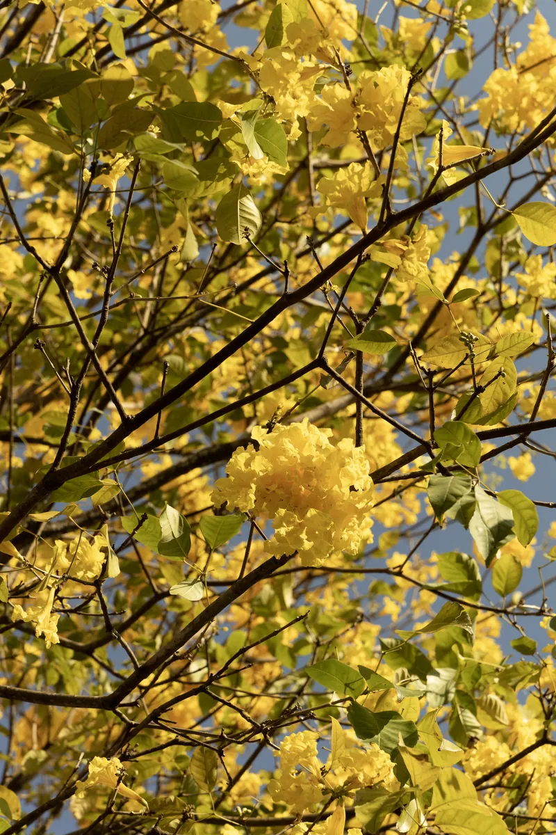 Detalhe das flores amarelas do ipê entre galhos escuros.