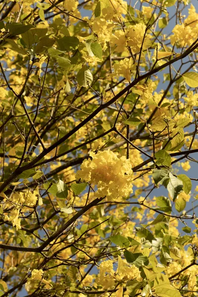 Detalhe das flores amarelas do ipê entre galhos escuros.