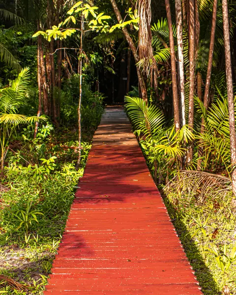 Capa da série: Caminho na Floresta