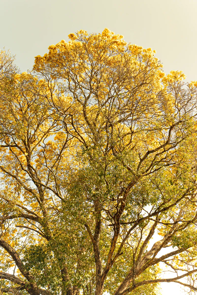 A copa de um ipê amarelo florido contra a luz clara do céu.