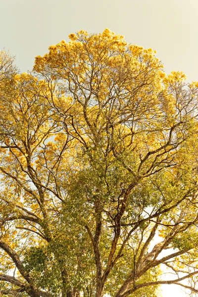 A copa de um ipê amarelo florido contra a luz clara do céu.