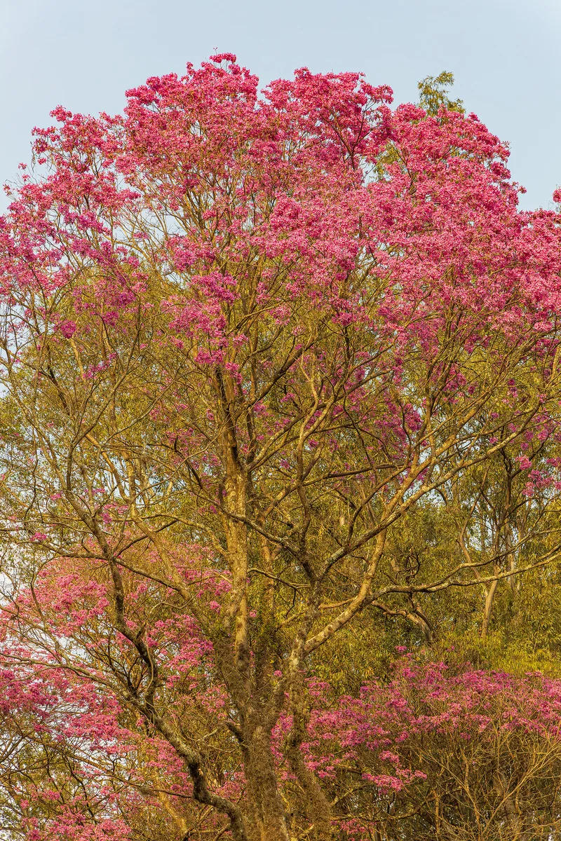 Um ipê carregado de flores rosas contra o céu azul.