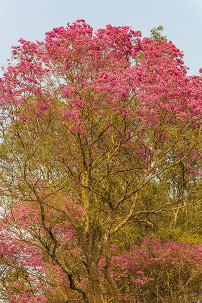Um ipê carregado de flores rosas contra o céu azul.