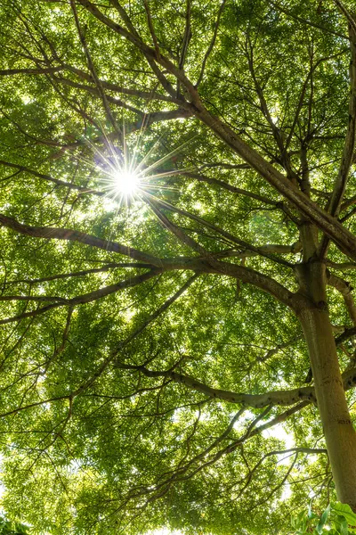 Vista de baixo da copa verde, com o sol atravessando as folhas.