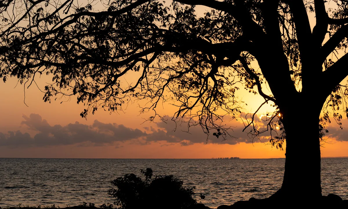 A silhueta de uma árvore e o céu laranja do entardecer abrem uma vista ampla do rio.