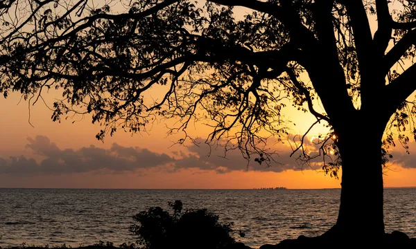 A silhueta de uma árvore e o céu laranja do entardecer abrem uma vista ampla do rio.