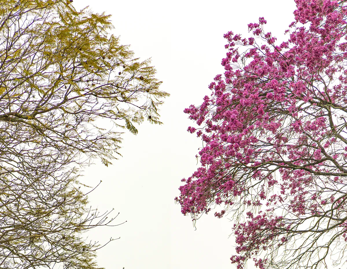 Galhos de ipê rosa e de outra árvore se encontram contra o céu branco.