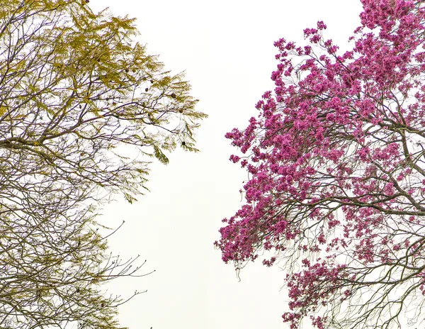 Galhos de ipê rosa e de outra árvore se encontram contra o céu branco.