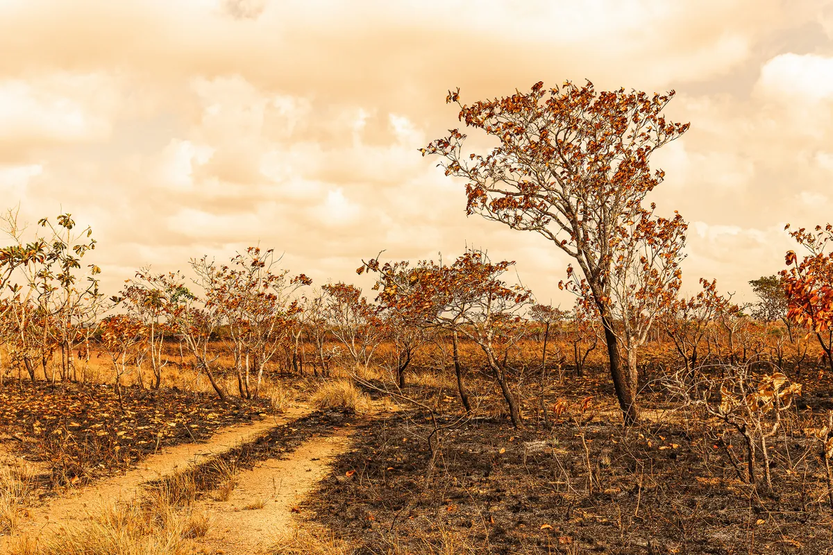 Árvores e campo queimados em tons de ferrugem sob o céu claro.