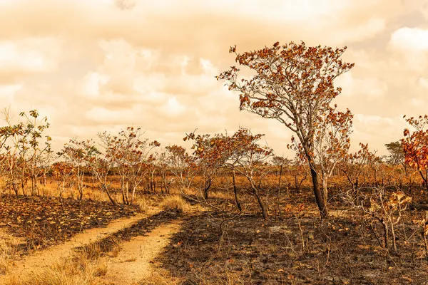 Árvores e campo queimados em tons de ferrugem sob o céu claro.