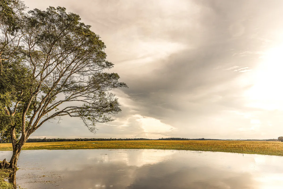 Uma árvore inclinada e o céu carregado refletidos na água parada.