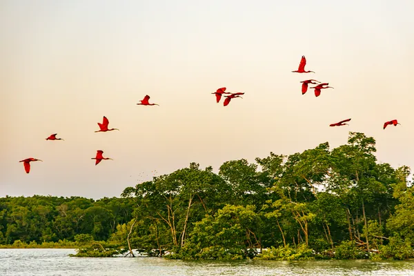 Guarás cruzam o céu claro sobre a mata à beira d'água.