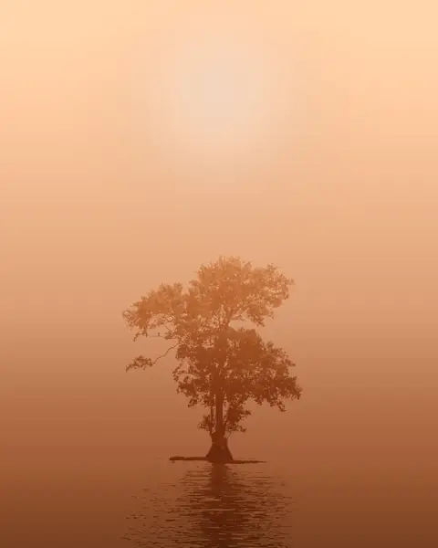 Capa da série: Amazonas em Nevoeiro