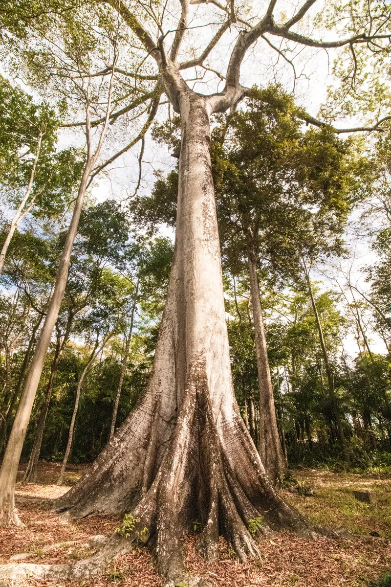 O tronco imponente de uma samaúma ergue-se entre a vegetação.